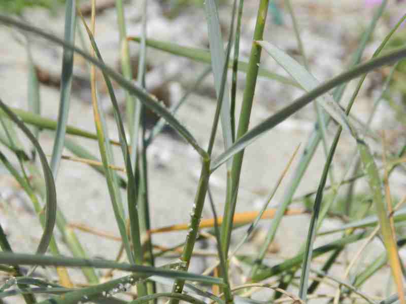 Sparto delle dune ???